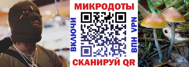 Галлюциногенные грибы Psilocybine cubensis Дмитров