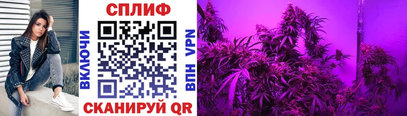 Конопля индика  продажа наркотиков  Дмитров 
